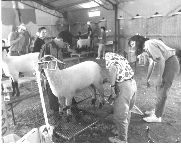 File:199x-dan-print-00403-jls-sheep-1600.jpg