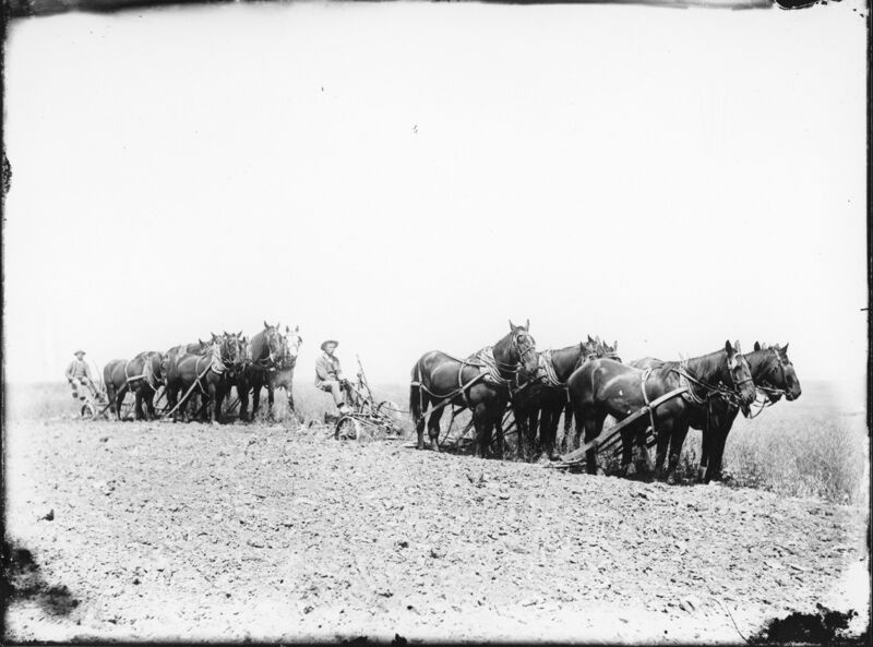 File:1900-1915-cap-040-7-horse-8-horse-plowing-1600.jpg