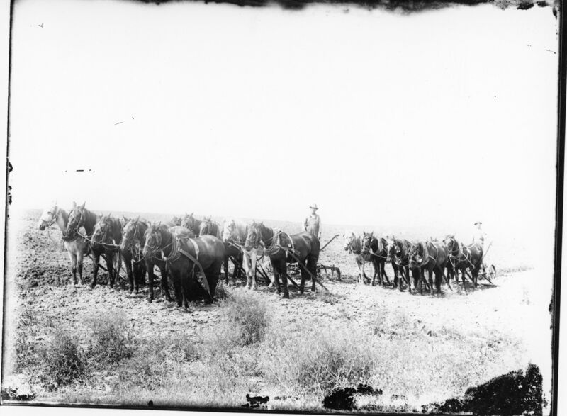 File:1900-1915-cap-039-10-horse-8-horse-plowing-1600.jpg