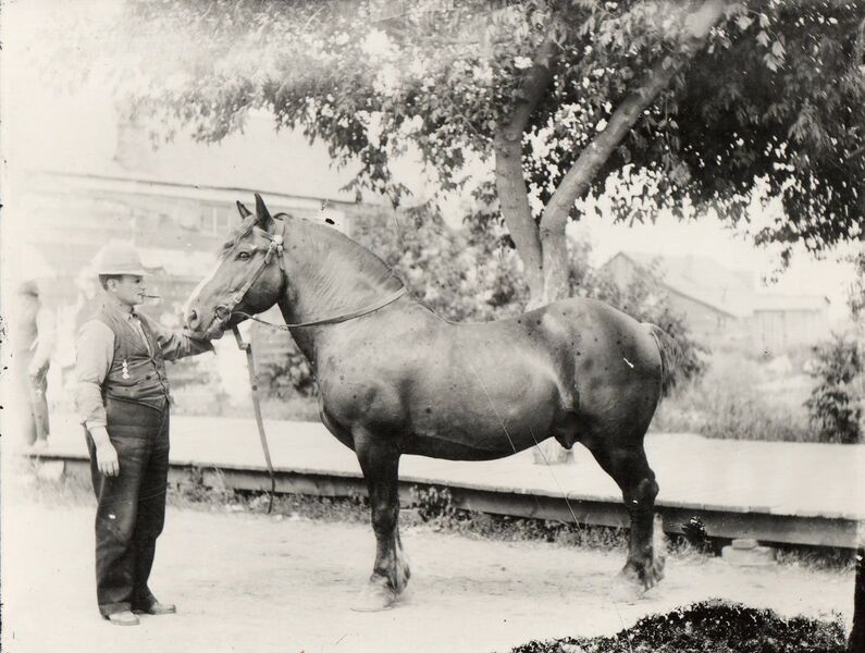 File:0000-rml-0226-man-with-horse.jpg